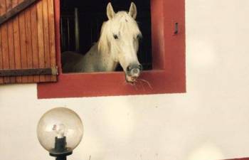 cavallo